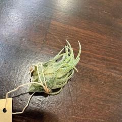 エアープランツ,希少・高級種 | エアープランツ専門店 Branches and Leaves