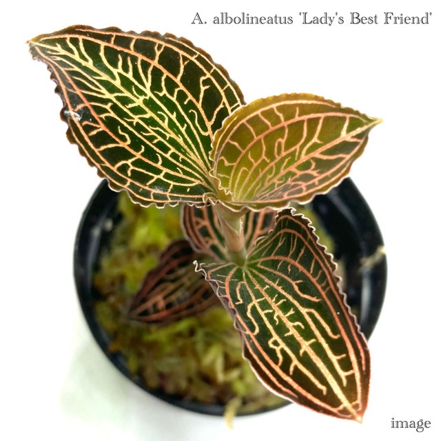 希少❣️アネクトキルス Lady's Best Friend A | その他観葉植物 希少❣️アネクトキルス Lady's Best Friend A | その他観葉植物