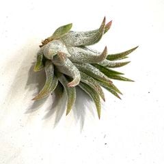 現品) チランジア 'アイシーエルフ' (No.22179) | エアープランツ