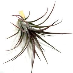 エアープランツ,交配種,イオナンタ交配種 | エアープランツ専門店