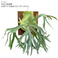 ビカクシダ　ビフルカツム　ハンキング　大株 コウモリラン（ビカクシダ） ビフルカツム ハンギングポット