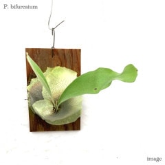 ビカクシダ,ビフルカツム | エアープランツ専門店 Branches and Leaves