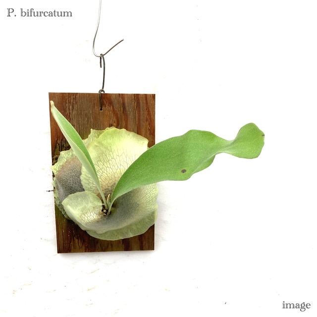 コウモリラン ビフルカツム 板付(小) | ビカクシダ,ビフルカツム コウモリラン ビフルカツム 板付(小) | ビカクシダ,ビフルカツム