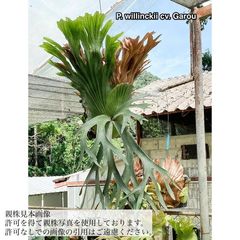 ビカクシダ,ビーチー / ウィリンキー | エアープランツ専門店 Branches