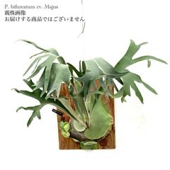 ビカクシダ ビフルカツム タウンズビル ×ヒリー imgrc0131761914.jpg
