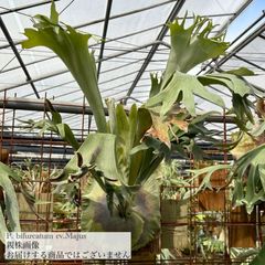 ビカクシダ,ビフルカツム | エアープランツ専門店 Branches and Leaves