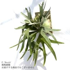 ビカクシダ | エアープランツ専門店 Branches and Leaves