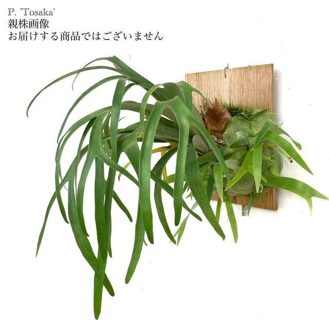 ビフルカツム　オールドタイプ　ビカクシダ ビカクシダ ビフルカツム Platycerium bifurcatum コウモリラン