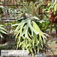 ビカクシダ | エアープランツ専門店 Branches and Leaves
