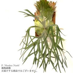 ビカクシダ,交配種 | エアープランツ専門店 Branches and Leaves