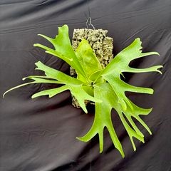 ビカクシダ問い合わせ用 ビカクシダ問い合わせ用