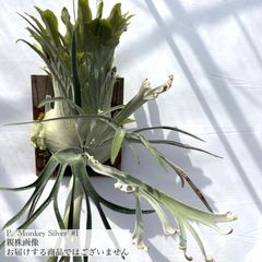 ビカクシダ,交配種 | エアープランツ専門店 Branches and Leaves