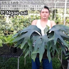 ビカクシダ　ヒリー　ライジン　スポア株 imgrc0117497133.jpg