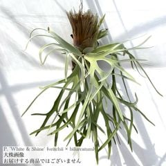 ビカクシダ,交配種 | エアープランツ専門店 Branches and Leaves