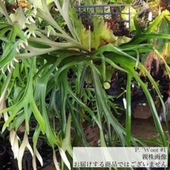 ビカクシダ ccc ⊿ CCS (CottonCloud sporeling) @comolebi_plants.official