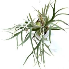 ビカクシダ | エアープランツ専門店 Branches and Leaves
