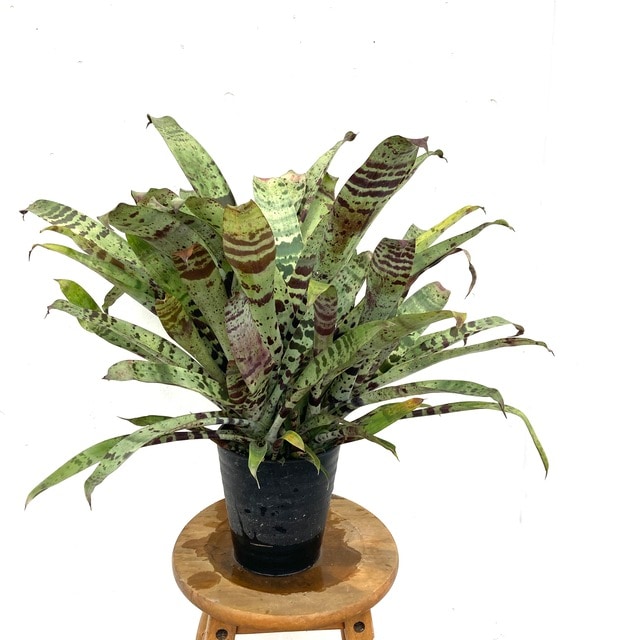 ブロメリア・エアープランツ Vriesea Fenestralis 現品) フリーセア スプレンデンス (No.62385) | ブロメリア,フリーセア