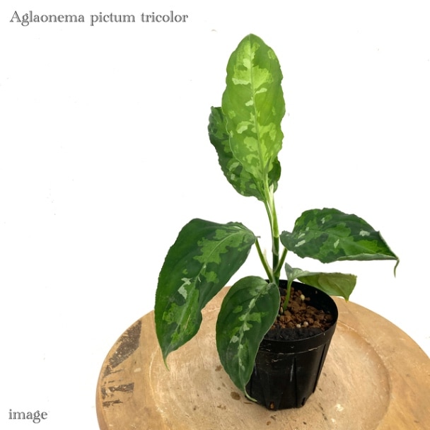 アグラオネマ ピクタム　Aglaonema pictum アグラオネマ ピクタム トリカラー「Aglaonema pictum tricolor