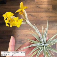 エアープランツ,希少・高級種 | エアープランツ専門店 Branches and Leaves