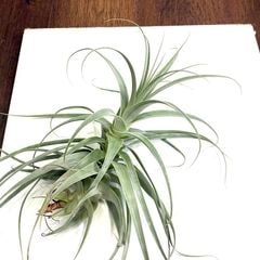 エアープランツ,希少・高級種 | エアープランツ専門店 Branches and Leaves