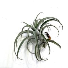 エアープランツ,希少・高級種 | エアープランツ専門店 Branches and Leaves