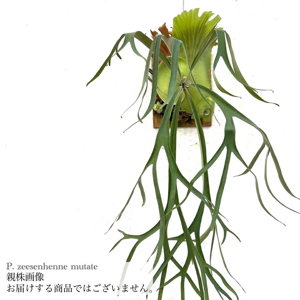 ビカクシダ　ジーセンヘンネ Platycerium Bifurcatum cv.Ziesenhenne ビカクシダ ジーゼ
