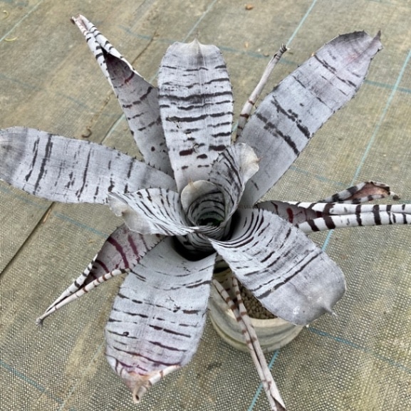 ブロメリア・エアープランツ Aechmea Black select エクメア チャンティニー ブラック セレクト 「Aechmea