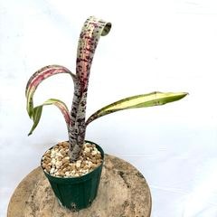 ブロメリア | エアープランツ専門店 Branches and Leaves