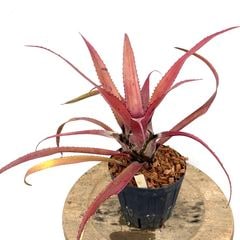 ブロメリア,ネオレゲリア | エアープランツ専門店 Branches and Leaves