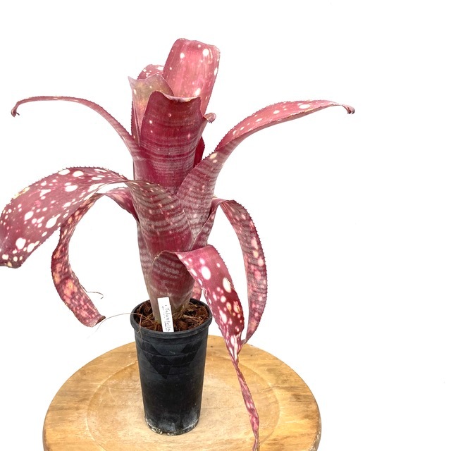 海外限定】 Billbergia Virginia【artPLANTs】 タンクブロメリア