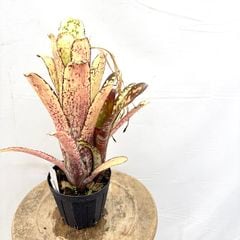 ブロメリア | エアープランツ専門店 Branches and Leaves