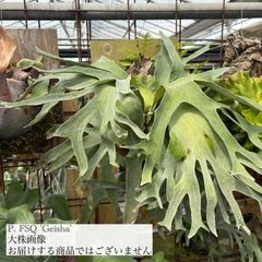 ビカクシダ,交配種 | エアープランツ専門店 Branches and Leaves