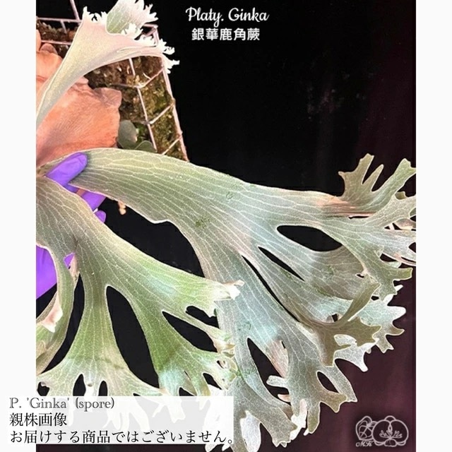 現品) ビカクシダ 'ギンカ' (spore) (No.41056) | ビカクシダ,交配種