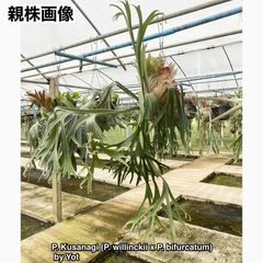 ビカクシダ,交配種 | エアープランツ専門店 Branches and Leaves