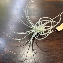エアープランツ,希少・高級種 | エアープランツ専門店 Branches and Leaves
