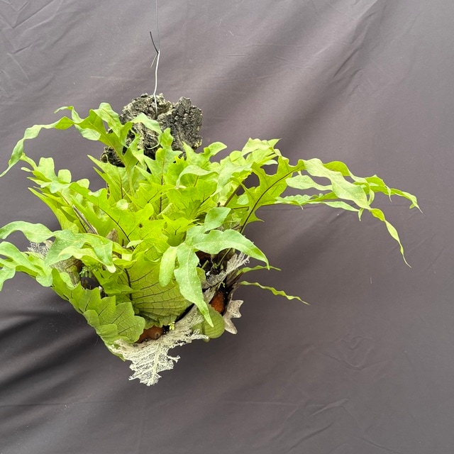 現品) ドリナリア クエルシフォリア (No.62439) | シダ植物,ドリナリア