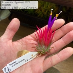 ヘドロ沼 様　ご確認用　イオナンタ　プレデター チランジア ／ イオナンタ プレデター (T.ionantha 'Predator