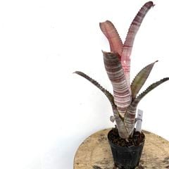 ブロメリア | エアープランツ専門店 Branches and Leaves