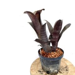 ブロメリア,ビルベルギア | エアープランツ専門店 Branches and Leaves