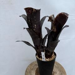 ブロメリア,ビルベルギア | エアープランツ専門店 Branches and Leaves