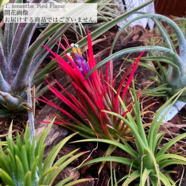 イオナンタ オレンジ　子株　エアープランツ　チランジア チランジア バンハイニンギー （オレンジ） Tillandsia