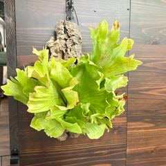 ビカクシダ,交配種 | エアープランツ専門店 Branches and Leaves