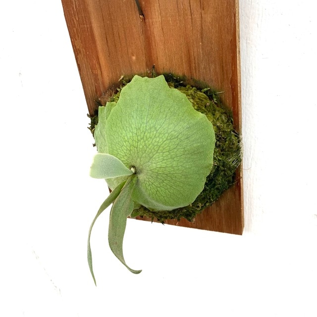 月光爪哇 ビカクシダ コウモリラン 観葉植物 現品) コウモリラン ウィリンキー 月光爪哇 (No.41068