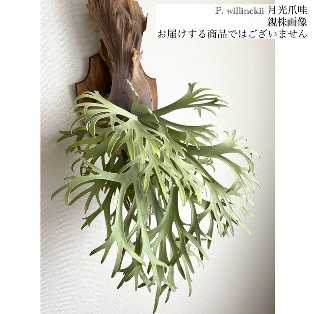現品) ビカクシダ ウィリンキー 月光爪哇 (No.41068) | ビカクシダ