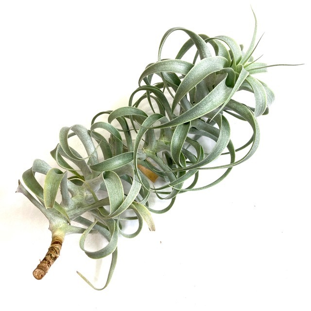 チランジア カクティコラ グローウィングフォーム① SW6様】チランジア