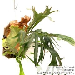 ヒリー✖️ビフルカツム　交配種 楽天市場】(現品) ビカクシダ (ビフルカツム × ヒリー) (pup