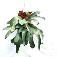 ビカクシダ | エアープランツ専門店 Branches and Leaves