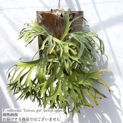 ビカクシダ | エアープランツ専門店 Branches and Leaves