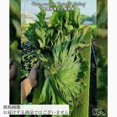 ビカクシダ | エアープランツ専門店 Branches and Leaves