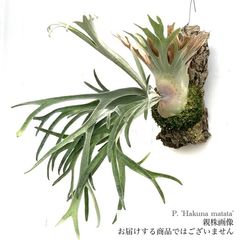 ビカクシダ,交配種 | エアープランツ専門店 Branches and Leaves